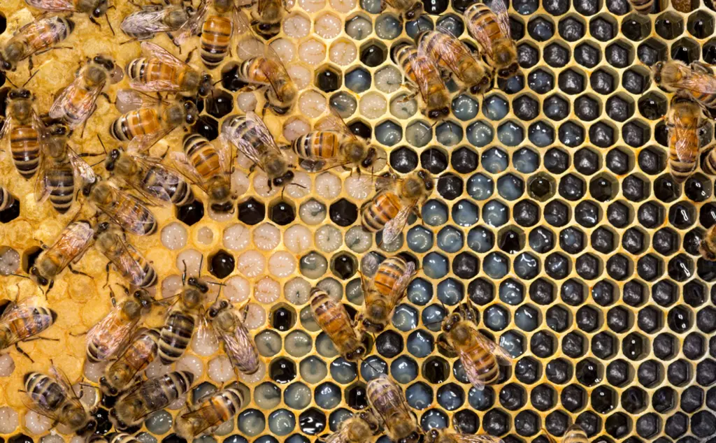 bees storing honey on honeycomb
