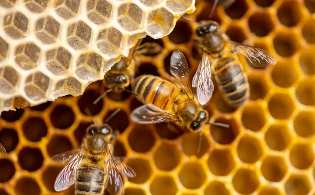 Honeybees on honeycomb