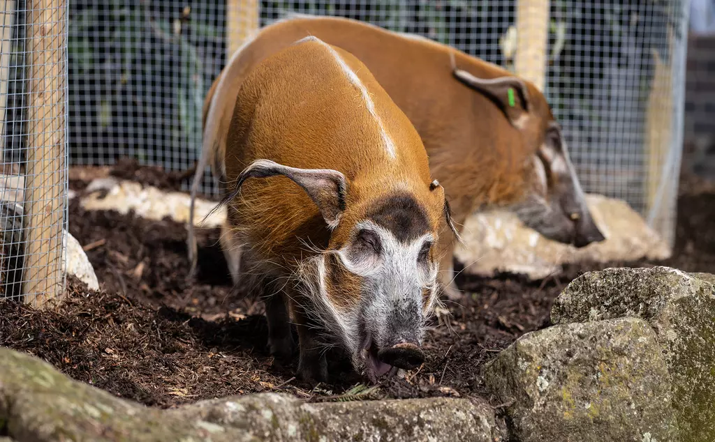 Two red river hogs at London Zoo