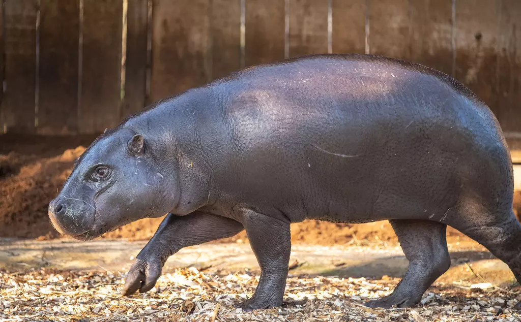 Pygmy hippo Amara trots across her habitat at London Zoo