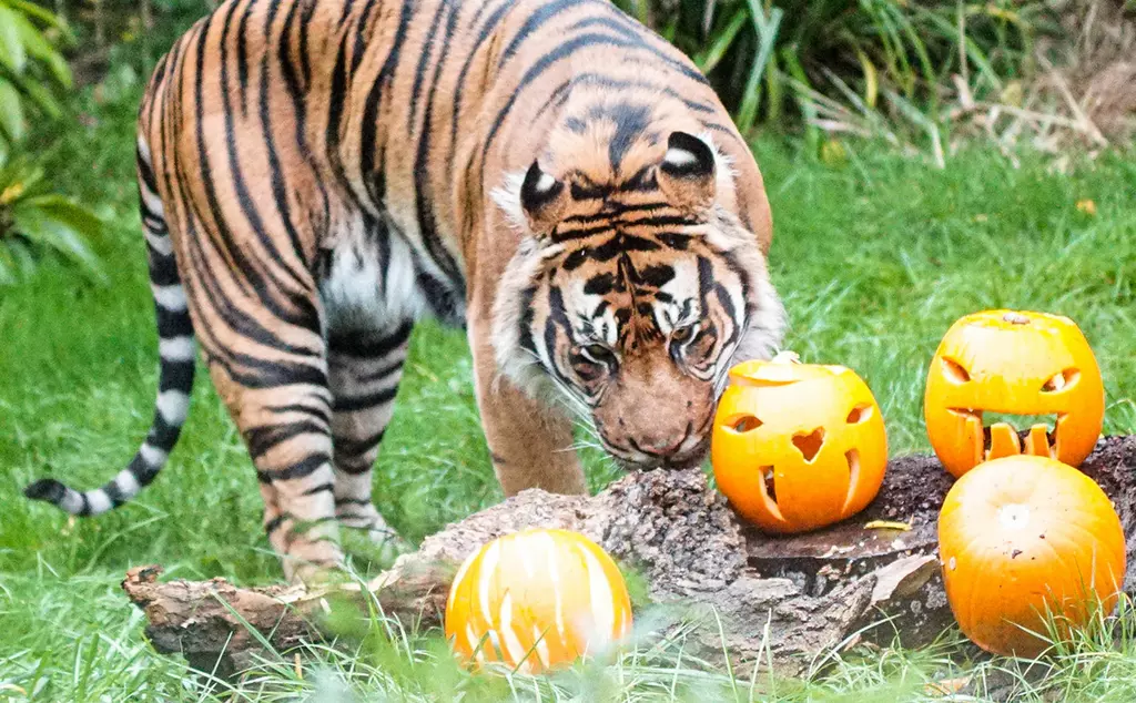 Sumatran tiger Asim with pumpkins at London Zoo