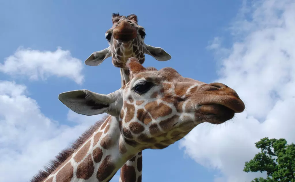 Two giraffes outside on a bright day