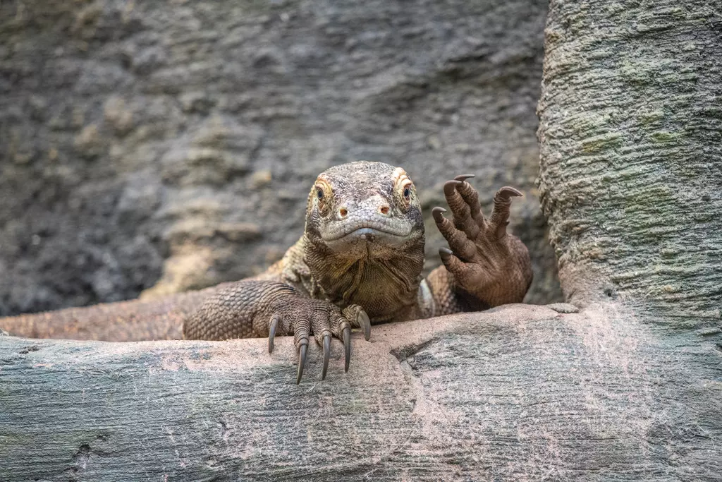 Khaleesi Komodo