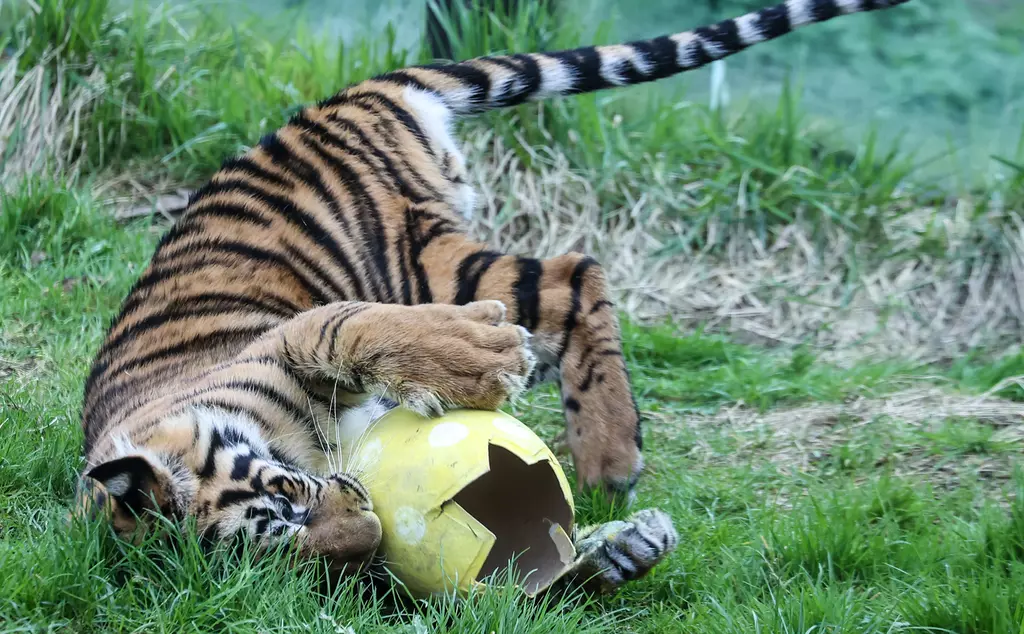 Sumatran tigers at London Zoo enjoy Easter eggs