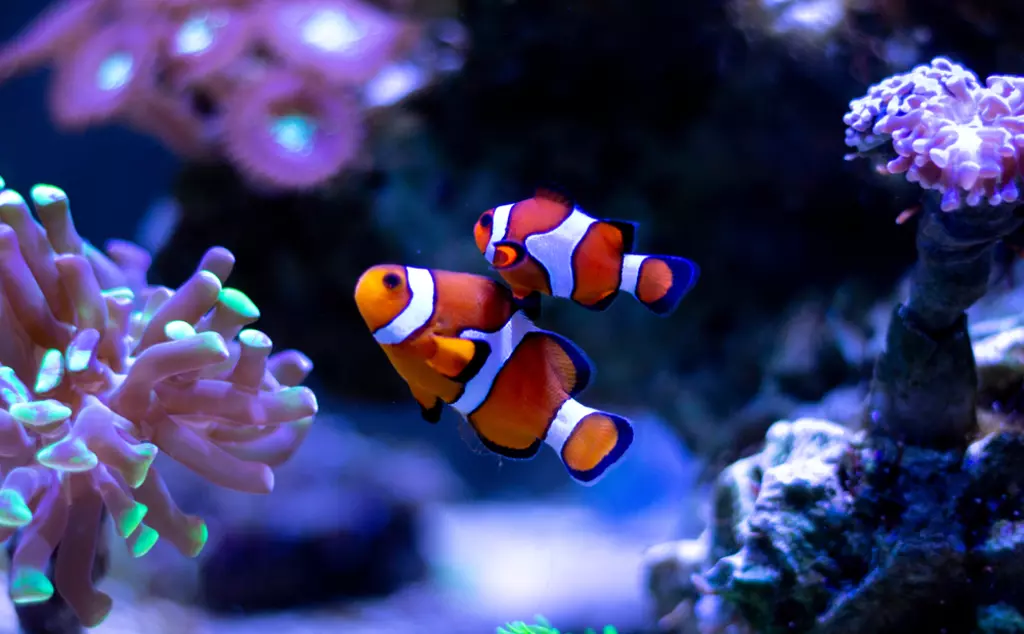 Clownfish under water in an aquarium