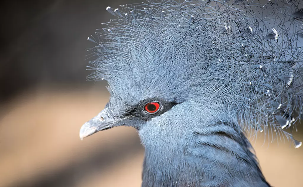 Victoria crowned pigeon with red eye