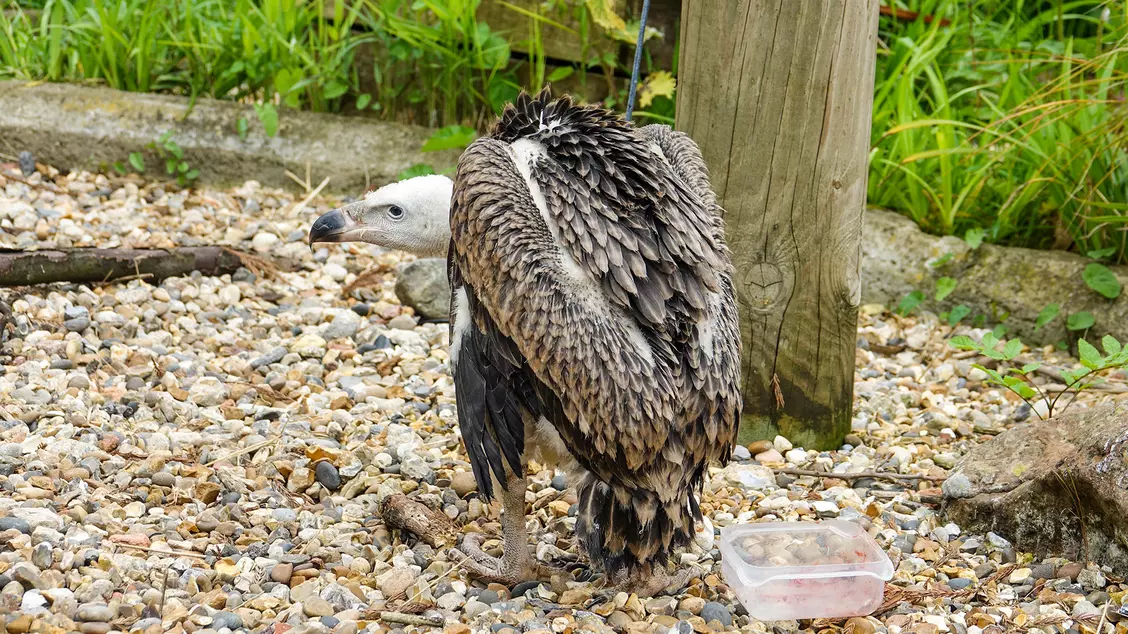 Vulture chick Egbert at London Zoo