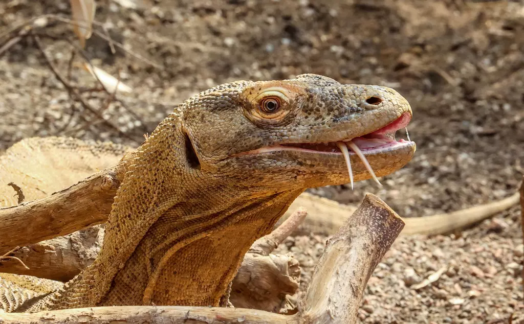 Khaleesi the Komodo Dragon in the Attenborough Komodo Dragon House