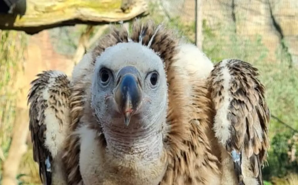 A close up of vulture chick Egbert at London Zoo