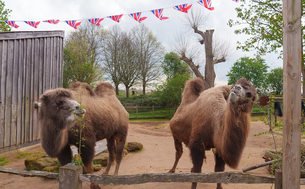 Camels Genghis and Noemie at London Zoo with bunting