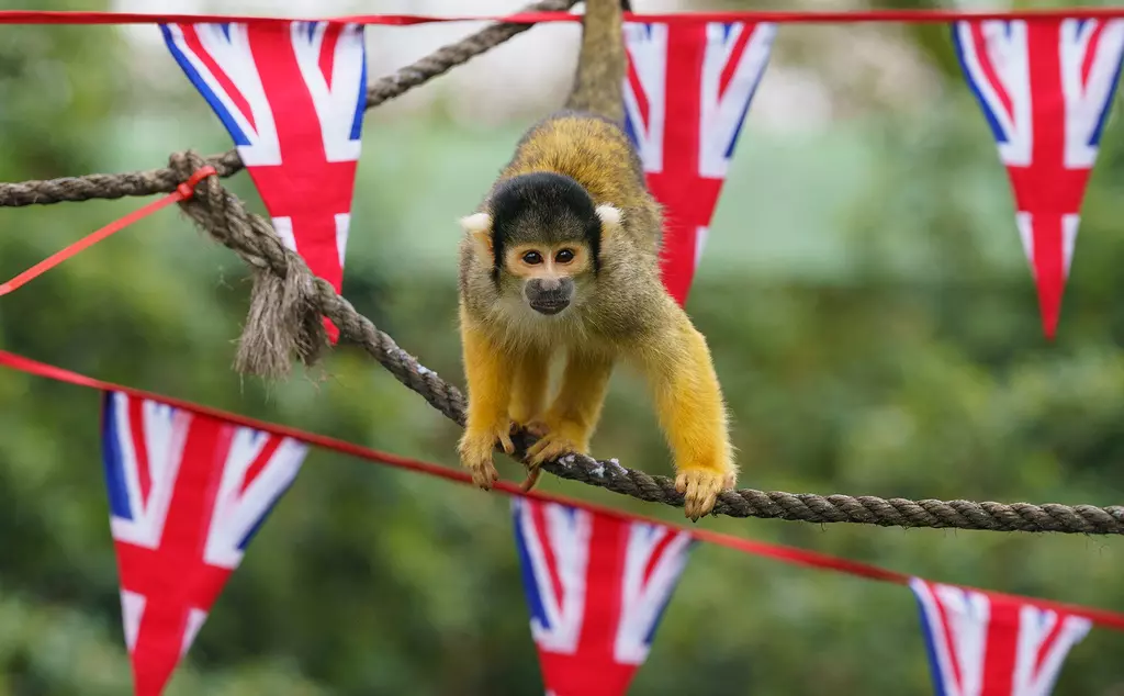 A squirrel monkey with bunting at London Zoo