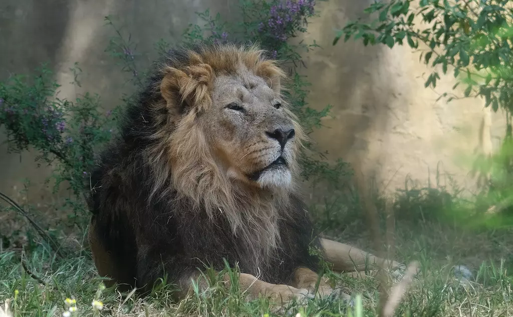 Asiatic lion Bhanu lying in the shade at London Zoo