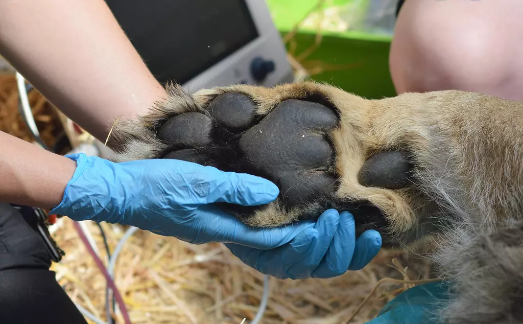 A close up of Asiatic lion Bhanu's paw