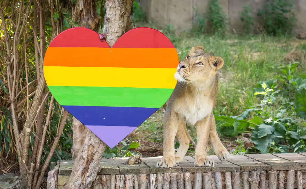 Arya investigates Pride heart at London Zoo