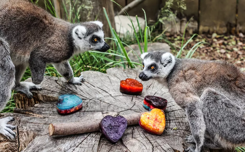 Two lemurs with rainbow icy treats in the shape of hearts at London Zoo