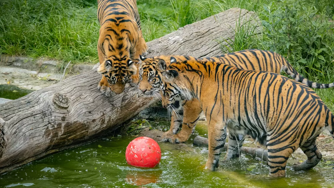Three tigers with a red ball in the pool at London Zoo