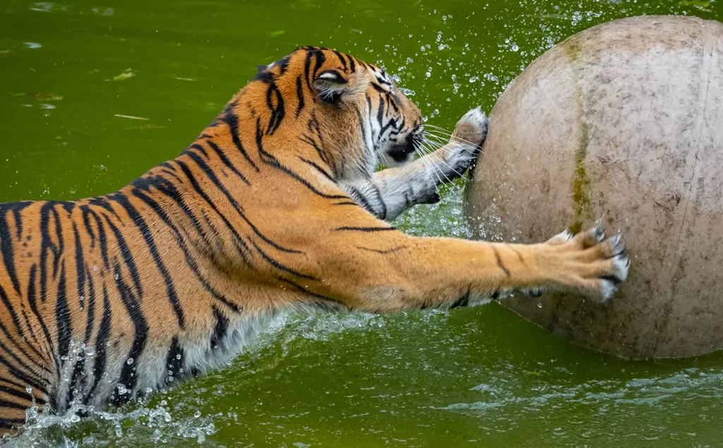 A Sumatran tiger with boomer ball in the pool at London Zoo