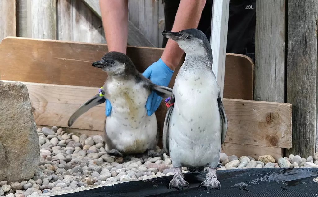 Two Humboldt penguin chicks at London Zoo