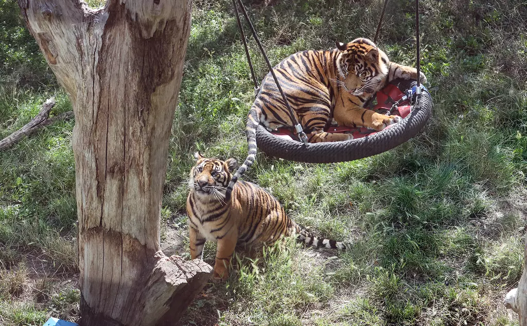 A Sumatran tiger in a swing looking down at another tiger getting ready to pounce