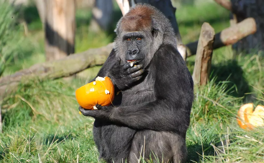 Effie, a western lowland gorilla at London Zoo, sitting in the grass holding half an orange pumpkin in one hand while the other hand is at her mouth, covered in pumpkin seeds