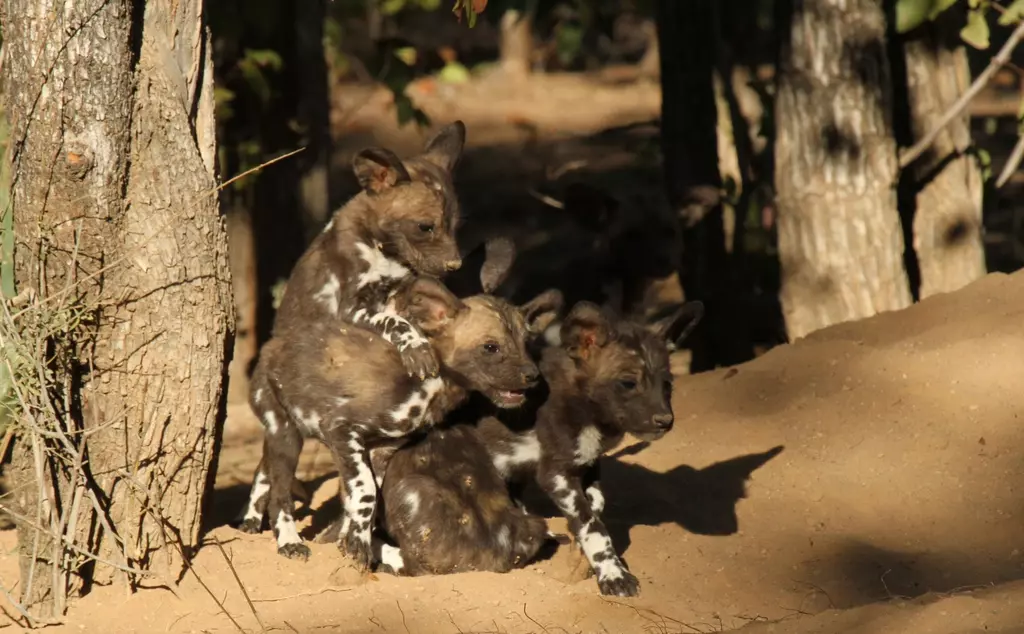African wild dog puppies against a tree
