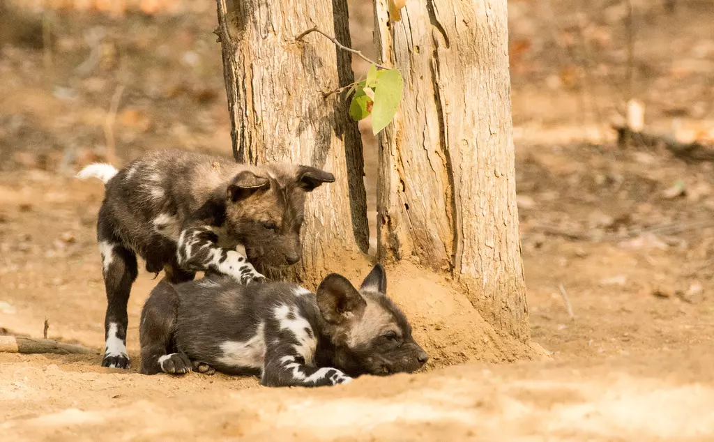 African wild dog puppies playing in the Savannah