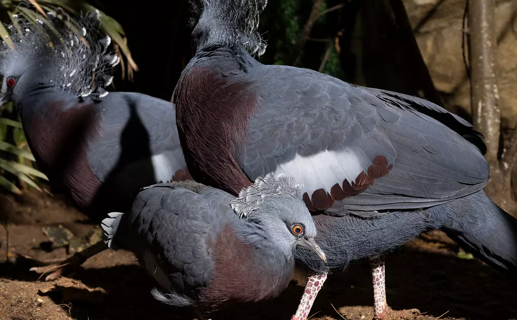 A Victoria crowned pigeon chick with its parents
