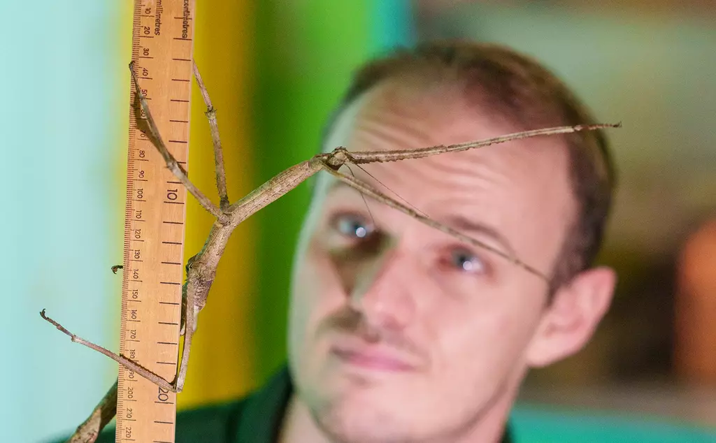 stick insect being measured