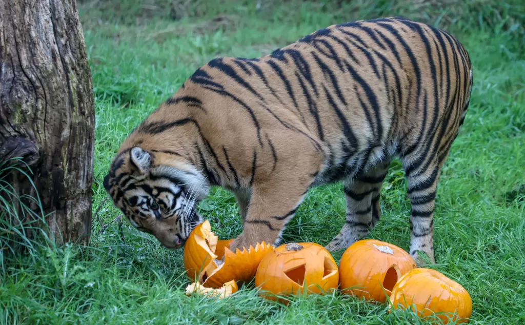 A Sumatran tiger sinks his teeth into a pumpkin at London Zoo