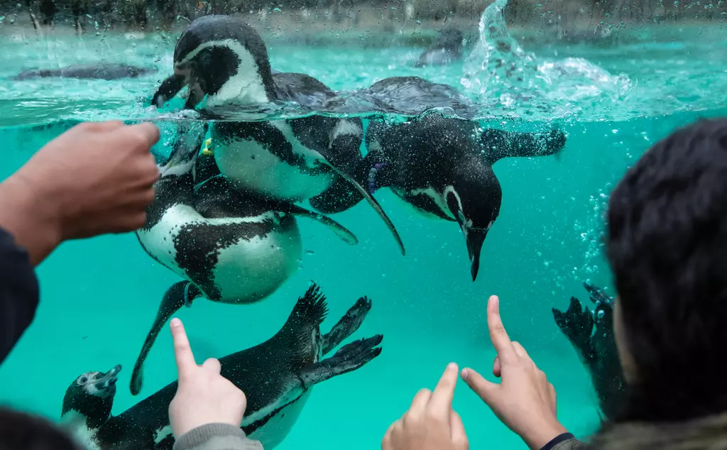Students pointing at penguins