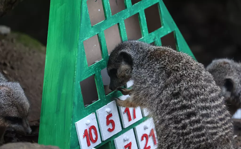 A meerkat explores an advent calendar at London Zoo