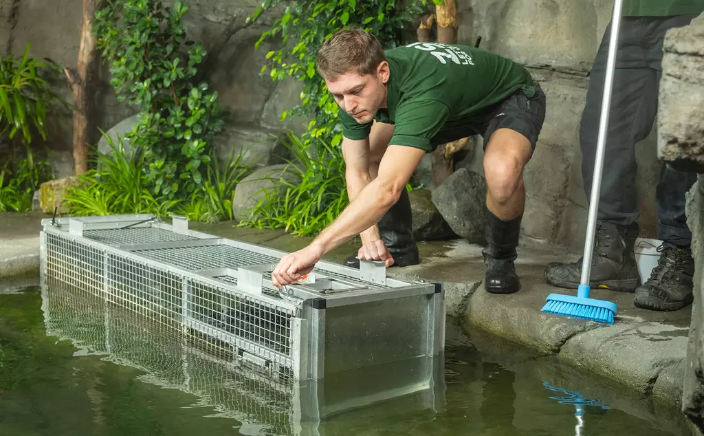 Zookeeper releases crocodile into enclosure