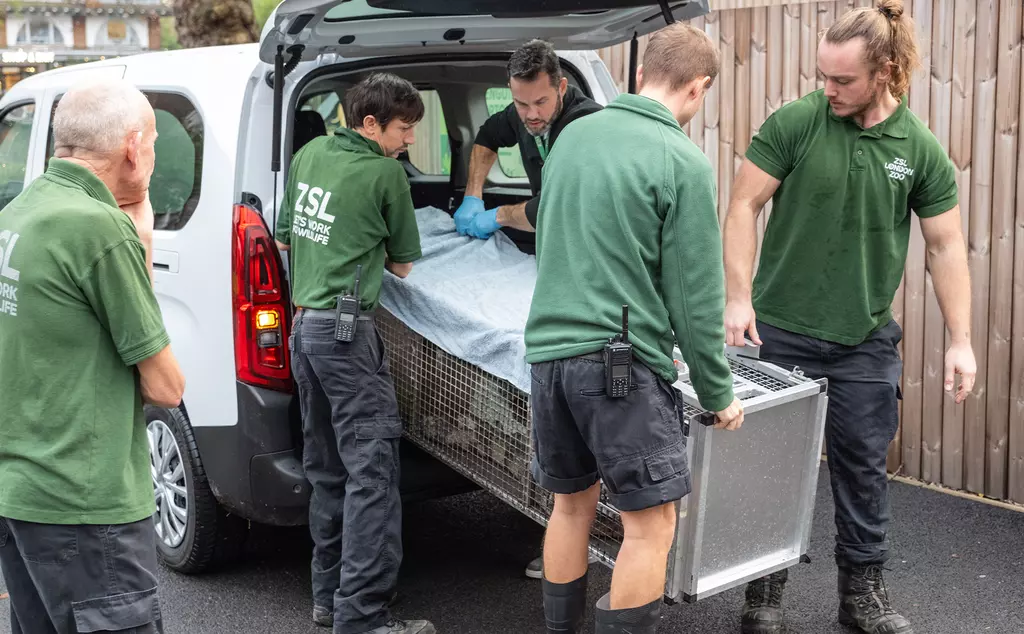 moving a crocodile out of a van
