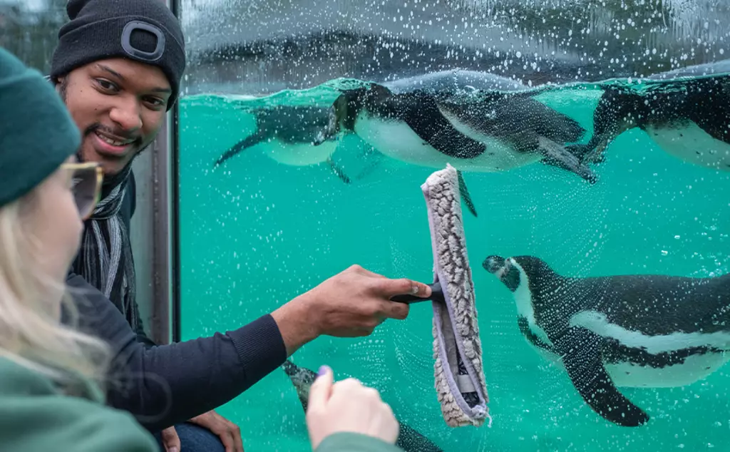 London Zoo penguin keeper experience