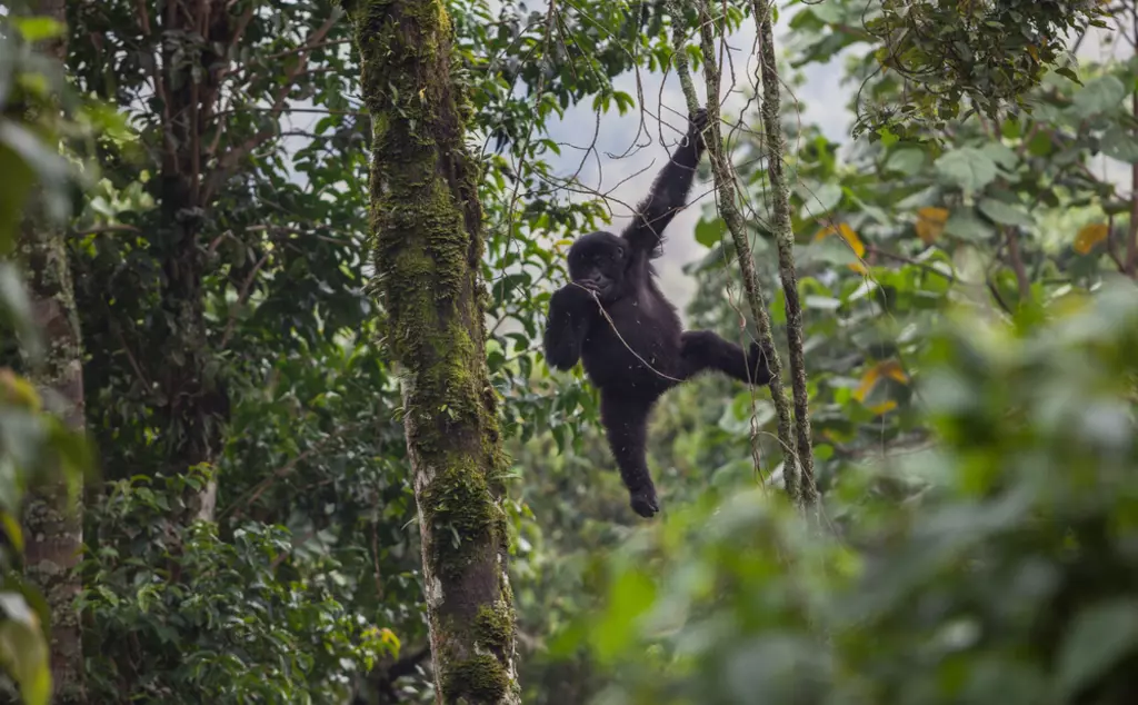 Baby mountain gorilla in a tree