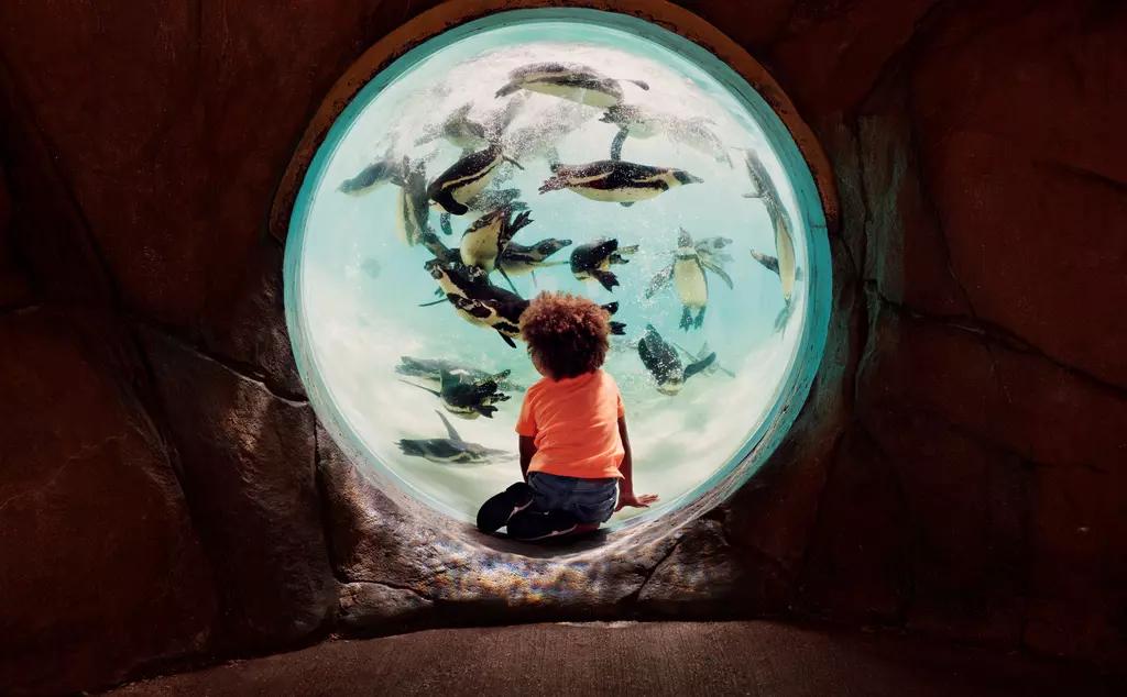 Small boy watches penguins swim through underwater viewing window