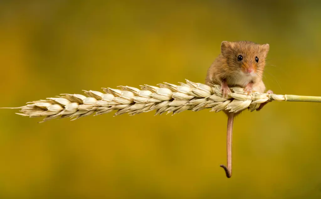Harvest mouse balancing on a stalk of wheat