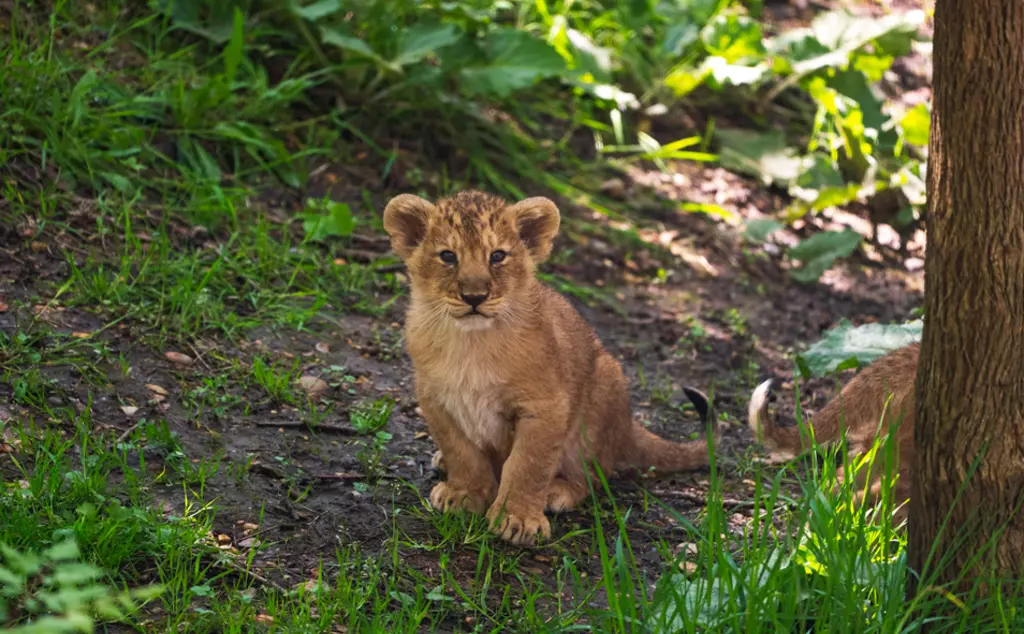 Lion cub at London Zoo