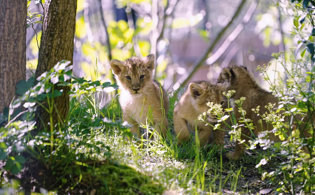 London Zoo’s three lion cubs take their first steps outside