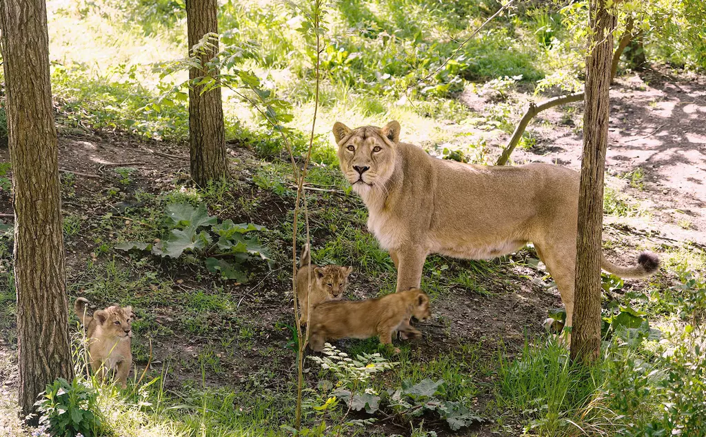 London Zoo’s three lion cubs take their first steps outside with mother Arya 