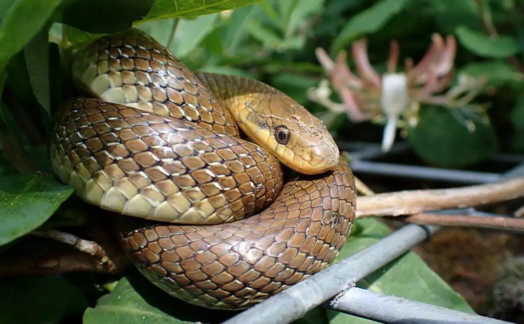 aeculapian snake
