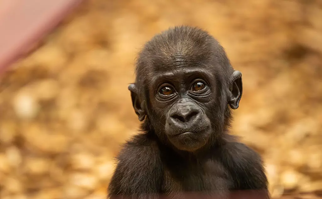 Gorilla baby at London Zoo