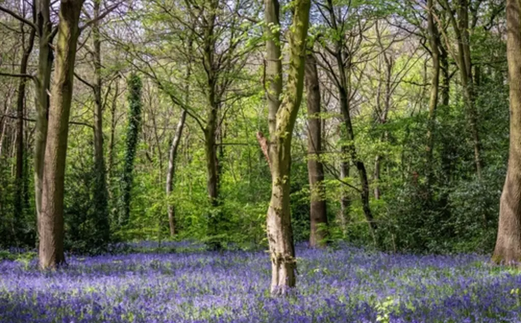 Bluebells at Epping Forest