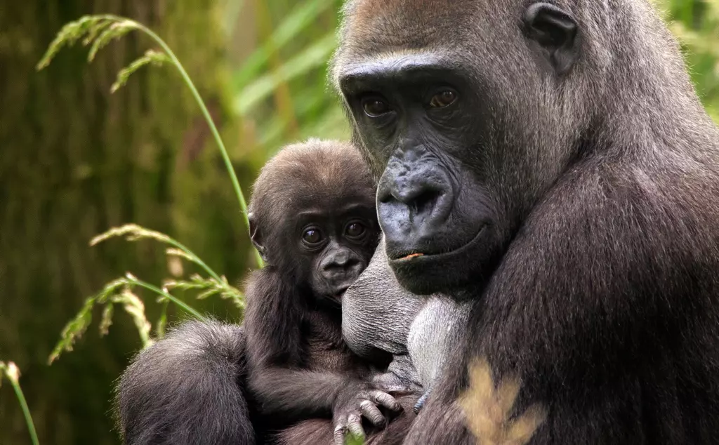 Female gorilla holding baby