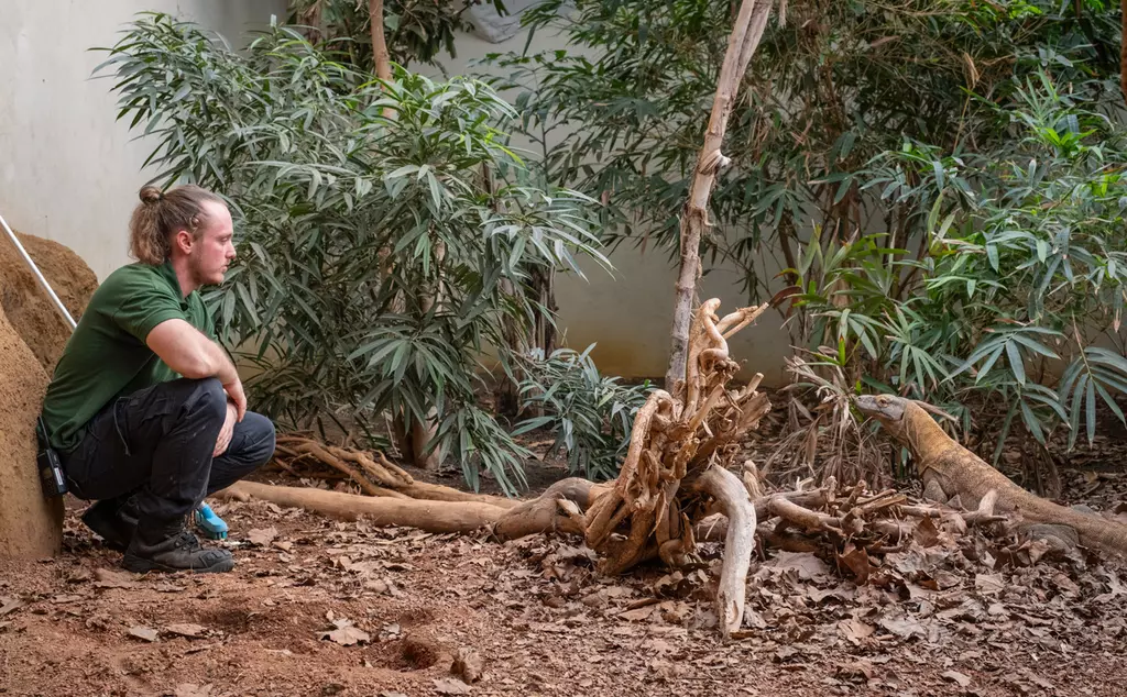 Zookeeper Joe Capon with Komodo dragon 