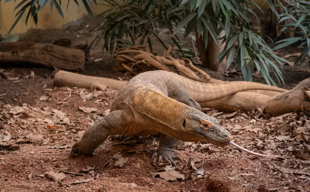 Komodo dragon Khalessi at London Zoo