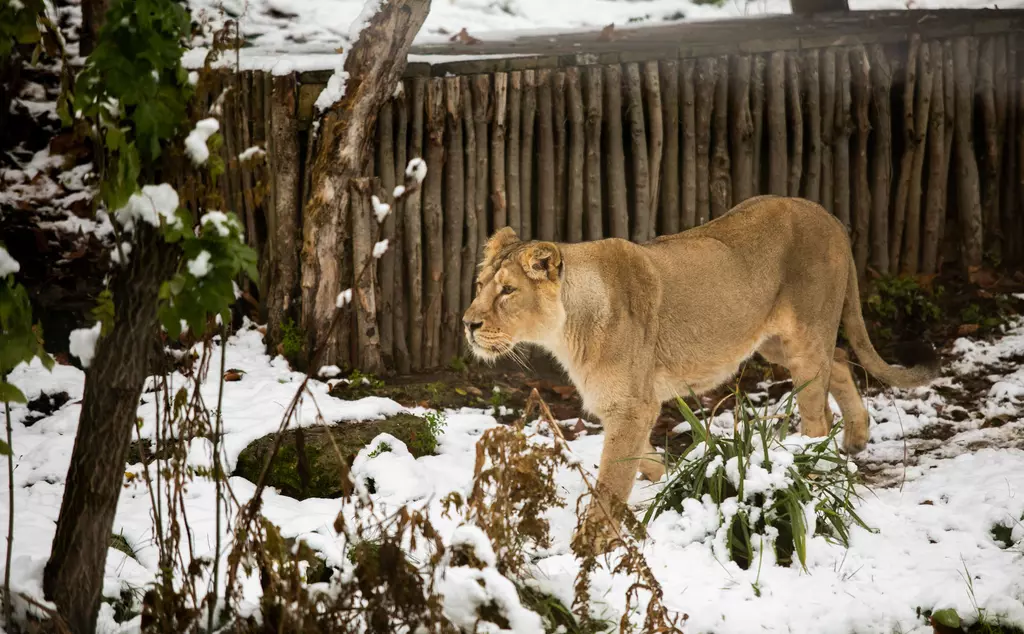 A female Asiatic lion prowls across snow laden grass