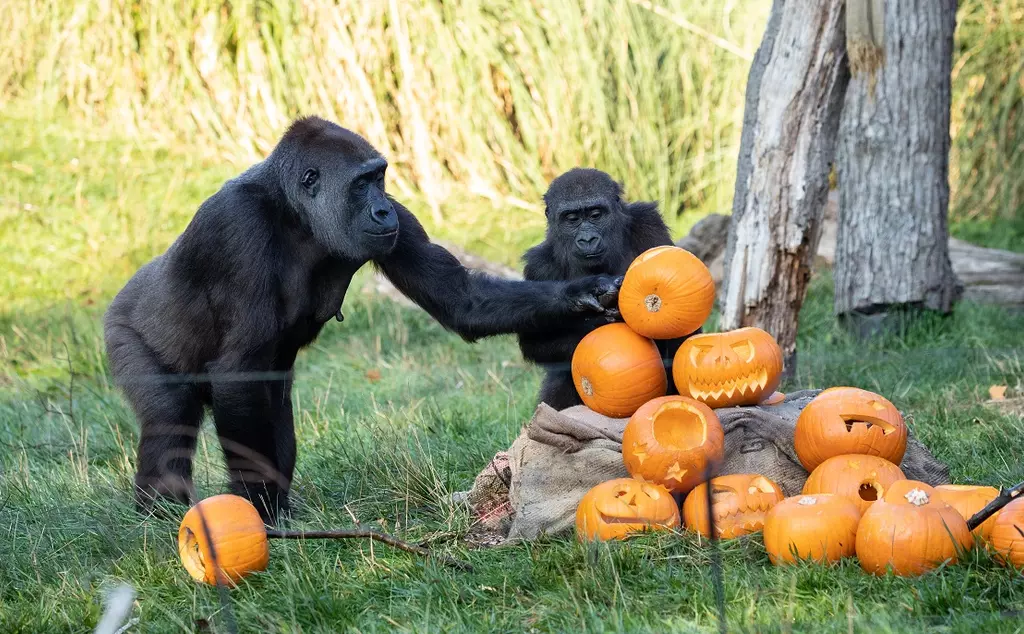 Boo at the Zoo: London Zoo Halloween