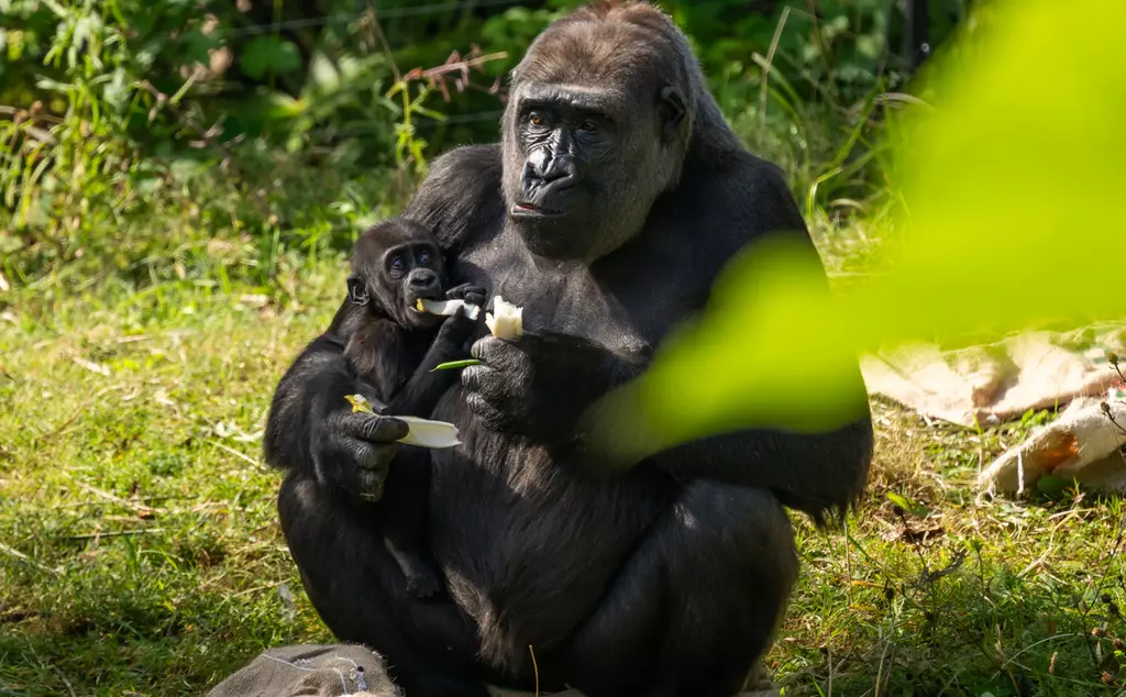  Mjukuu gorilla at London Zoo with baby gorilla Juno