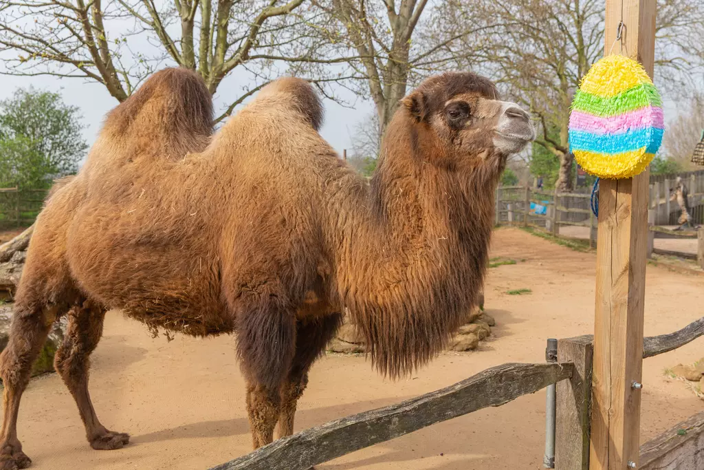 A domestic Bactrian camel stands in a sandy exhibit looking at a brightly coloured piñata Easter egg